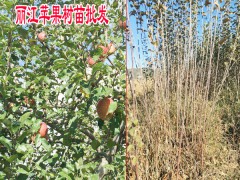 安寧市紅富士蘋果樹苗價(jià)格圖3