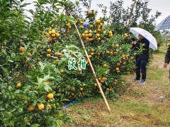 云南玉溪市新平縣沃柑多少錢圖2