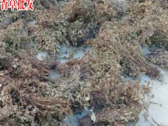 靈香草種植技術(shù)_靈香草圖片_中藥?kù)`香草圖1