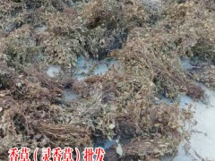 靈香草種植技術(shù)_靈香草圖片_中藥?kù)`香草圖2