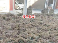 廣西靈香草_靈香草價(jià)格_云南香草靈圖3