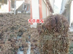 廣西靈香草_靈香草價格_云南香草靈圖2