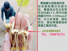 重樓種子的季節(jié)性很強_這幾點很重要圖2