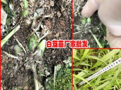 昆明市呈貢區(qū)三叉白芨種苗0.76/棵圖2