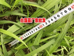 昆明市呈貢區(qū)三叉白芨種苗0.76/棵圖1