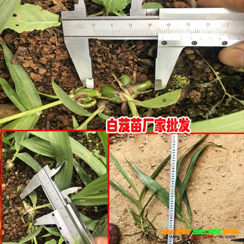 云南白芨理想種植時間