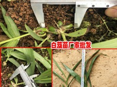 云南白芨理想種植時間圖3