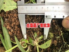 云南白芨理想種植時間圖2