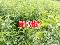 免費(fèi)咨詢(xún)_麗江雪桃苗種植技術(shù)_李氏苗圃種植園圖2