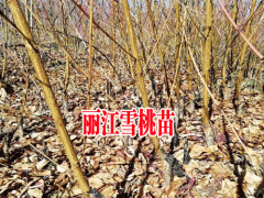 免費(fèi)咨詢(xún)_麗江雪桃苗種植技術(shù)_李氏苗圃種植園圖3