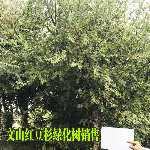 云南保山/曲靖/文山紅豆杉樹(shù)苗信息