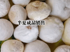 半夏的收獲(上市)在什么時(shí)候？圖1