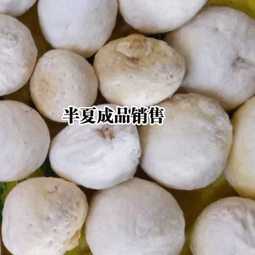 半夏的收獲(上市)在什么時(shí)候？