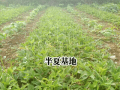 半夏合作社_銷售半夏種子_半夏種植技術(shù)指導(dǎo)圖2