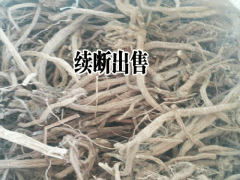 續(xù)斷種植每畝10000株左右圖2