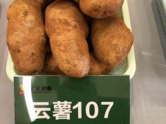 被譽為“薯中精品_奇彩土豆圖2