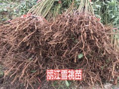 麗江雪桃苗、毛桃樹(shù)苗怎么種？圖3