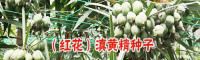 每畝地用多少黃精種子好?-黃精種子(苗)繁育基地