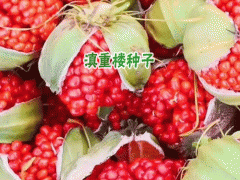 滇重樓怎么種_云南滇重樓種植條件圖2