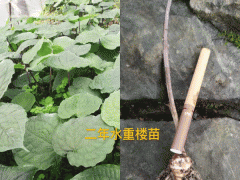 七葉一枝花_南重樓圖片_南重樓是什么?圖3