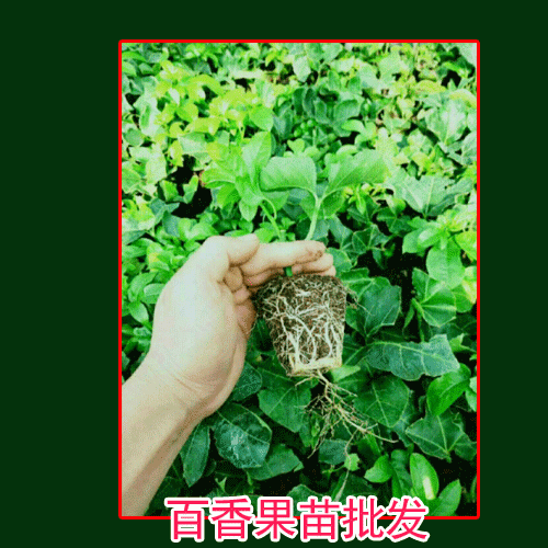 百香果_黃金百香果，臺農(nóng)唐2號百香果苗圖片