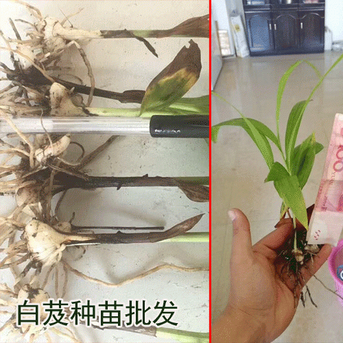 廣東,廣西,云南,四川白芨種苗出售(附圖)_白芨種植保回收