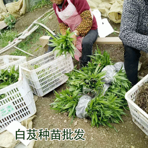 適合區(qū)域廣東,廣西,云南,四川白芨苗多少錢一株?