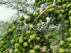 |大天冬種子多少錢|云南新天門冬種植技術(shù)資料(附圖)圖3