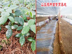 山豆根種苗批發(fā)銷售/ 文山山豆根繁育基地圖3