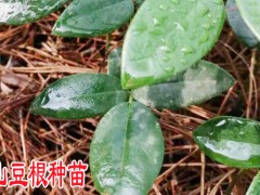 文山麻栗坡縣生元黃精山豆根繁育基地產(chǎn)品信息圖2