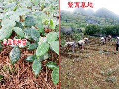 云南山豆根苗價(jià)格_云南山豆根苗木_云南山豆根苗種子圖2