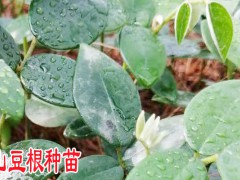 山豆根種植農(nóng)戶_山豆根種子育苗技術圖2