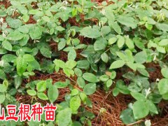 山豆根種植農(nóng)戶_山豆根種子育苗技術圖3