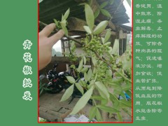 青花椒每畝收入在多少?_青花椒價(jià)格免費(fèi)咨詢圖2