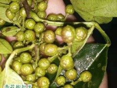 農(nóng)戶儲(chǔ)存鮮青花椒方法不防試試圖3