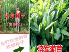 紫花苜蓿種子處理方法_牧草種子批發(fā)銷售圖2