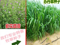 紫花苜蓿種子處理方法_牧草種子批發(fā)銷售圖3