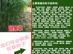 皇竹草苗期應(yīng)該怎么管理_牧草種子批發(fā)銷售公司圖3