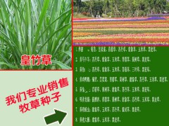 蘇丹草畝產量高達30000斤_蘇丹草種子批發(fā)供應商圖2