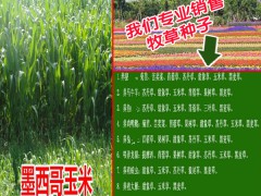 蘇丹草畝產量高達30000斤_蘇丹草種子批發(fā)供應商圖3