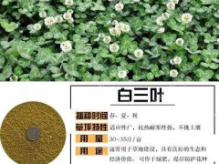 狗牙根_狗牙根種植技術(shù)圖3