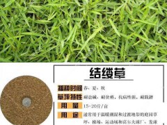 暖季型草主要有哪些幾個(gè)品種圖2