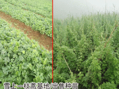 一枝蒿,鐵棒錘小苗成什么樣(附圖)_功效與作用圖1