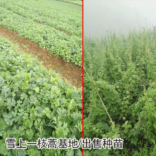 一枝蒿,鐵棒錘小苗成什么樣(附圖)_功效與作用