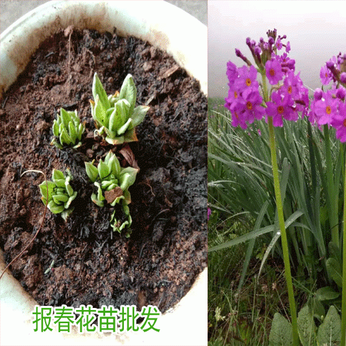 迎春花與報春花如何區(qū)分