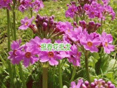 迎春花與報春花如何區(qū)分圖3