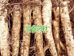 黨參種子什么時間播佳_黨參種植技術(shù)資料圖2