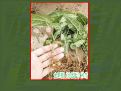 地苦膽(又叫金果攬)種苗，白芨種苗，黃精種苗圖3