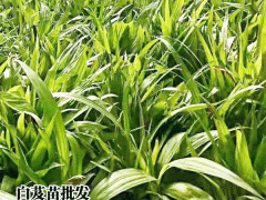 今年白芨多少錢(qián)一斤?圖2