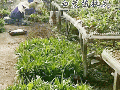 今年白芨多少錢(qián)一斤?圖3